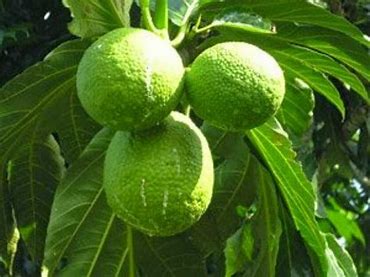 Khasiat Buah Sukun Bisa Untuk Obat Penyakit Ginjal