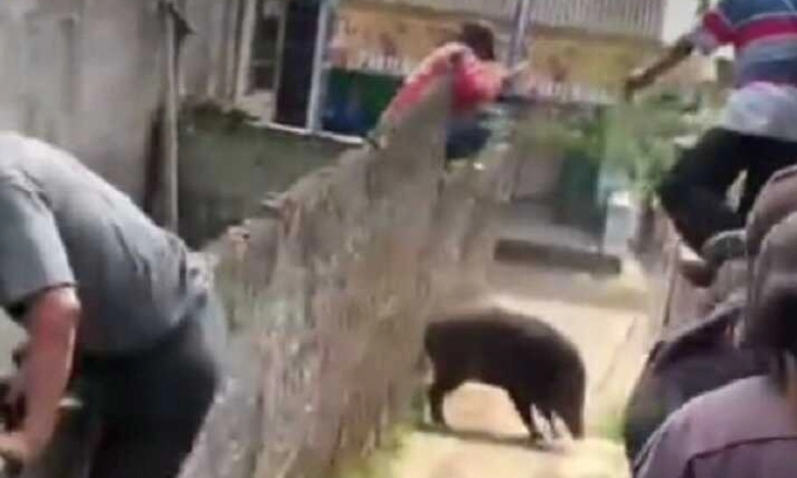 Babi Hutan Ngamuk Lukai 4 Warga Salah Satunya Bayi