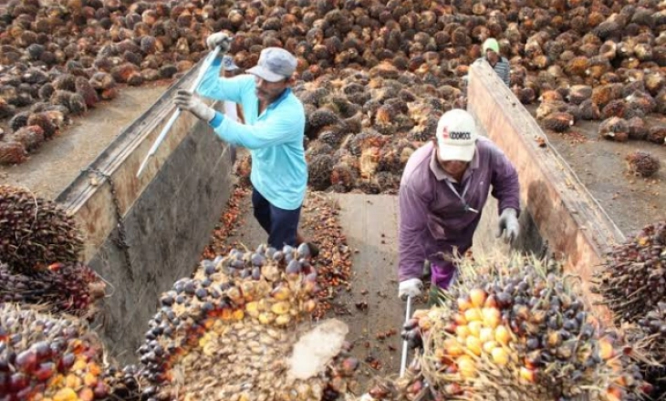 Kasihan Petani Sawit, Harga CPO Ambles, Merugi Besar-besaran