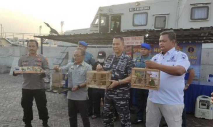 Dua ABK Bawa 50 Cucok Ijo dan Kapas Tembak Tanpa Dokumen