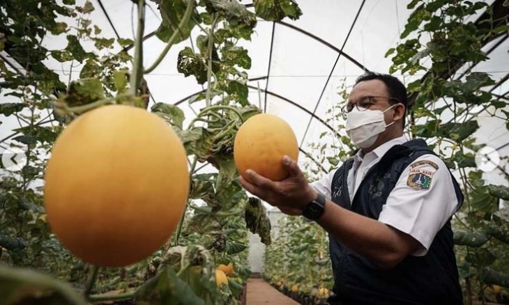Jakarta Panen Golden Melon