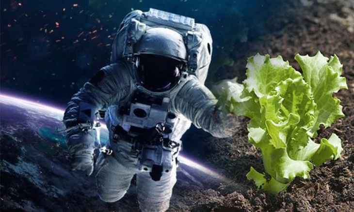 Selada Dapat Melindungi Tulang Astronot di Mars, Begini Caranya