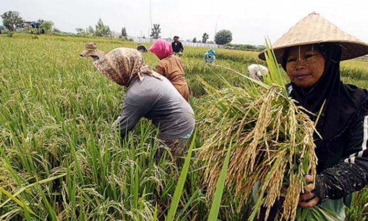 Banten Masuk Dalam Sembilan Besar Produsen Beras Nasional