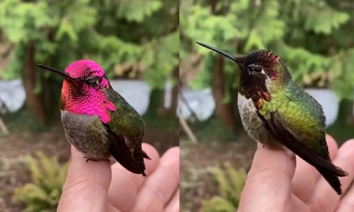Menakjubkan! Burung Kolibri Berubah-ubah Warna