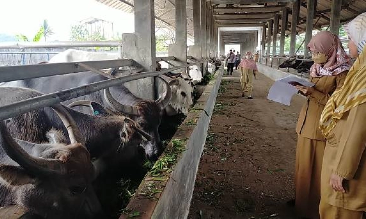 Disnakeswan Lebak Temukan Ratuan Hewan Terpapar PMK