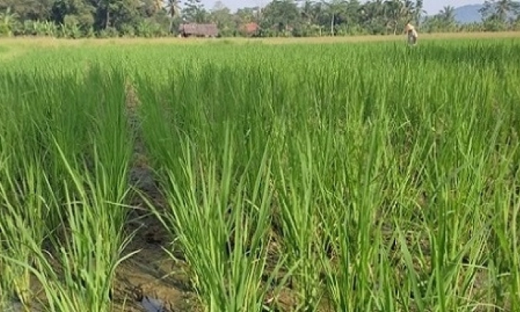 Cegah Stunting, Distan Kabupaten Serang Produksi Beras Nutri Zinc