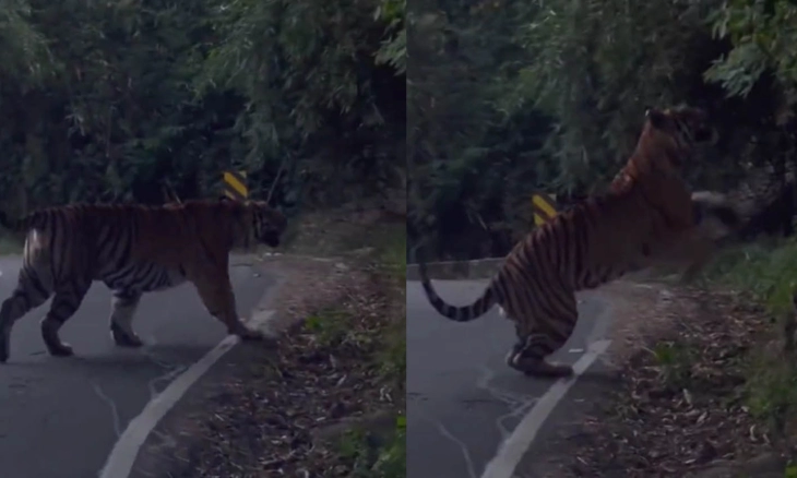 Harimau Berjalan Bebas di Jalan Raya dan Menghilang di Hutan