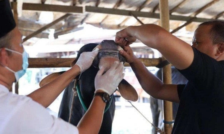 Pemerintah Tangerang Temukan 5 Hewan Terjangkit PMK