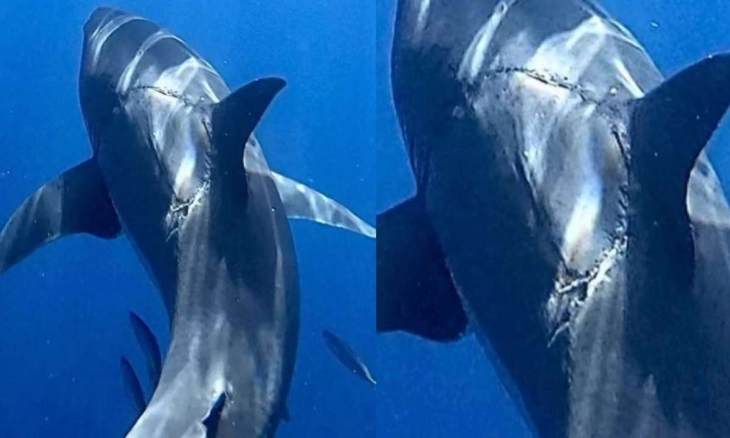 Bekas Gigitan pada Hiu Putih Besar Viral dan Membuat Bingung Netizen