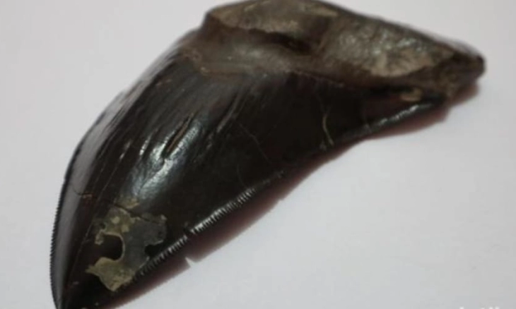 Benda Diduga Gigi Hiu Megalodon Ditemukan di Pinggiran Sungai Cisuluhun Majalengka