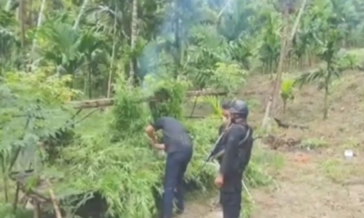 Mahkamah Konstitusi Resmi Tolak Penggunaan Ganja untuk Medis