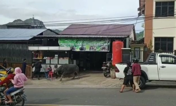 Seekor Kerbau Ngamuk Masuk ke warung Bakso Seruduk Orang di Jalan