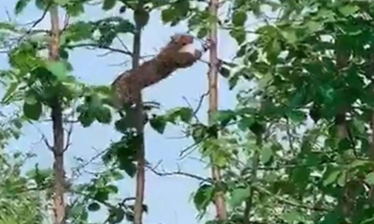 Bayi Monyet Ditelan Macan Tutul Diatas Pohon, Ups! Lihat Apa yang Terjadi