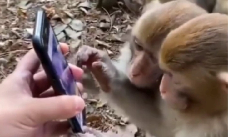 Heboh Monyet Main Smartphone seperti Manusia