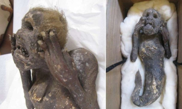 Mumi Putri Duyung Berusia 300 Tahun Sedang Diselidiki