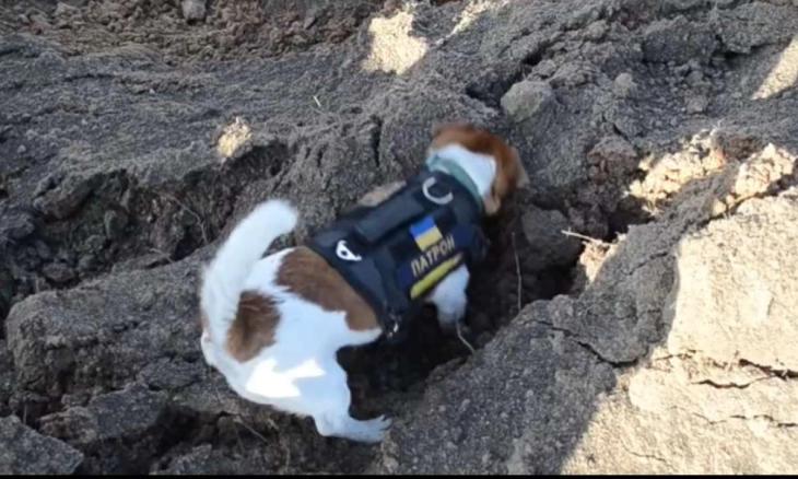 Anjing Pelacak Ranjau Mendapat Medali Kehormatan Ukraina