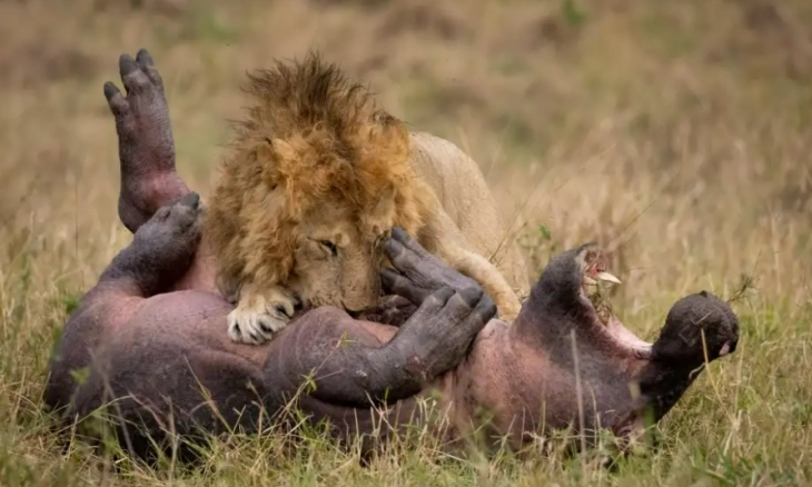 Kompetisi Fotografer Masaai Mara, Mr. Collin Juaranya
