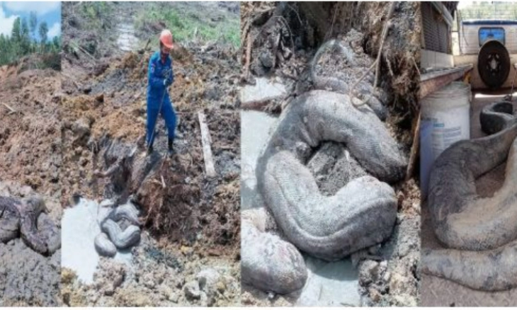 Dua Ular Piton Raksasa Ditemukan di Lokasi Konstruksi Malaysia