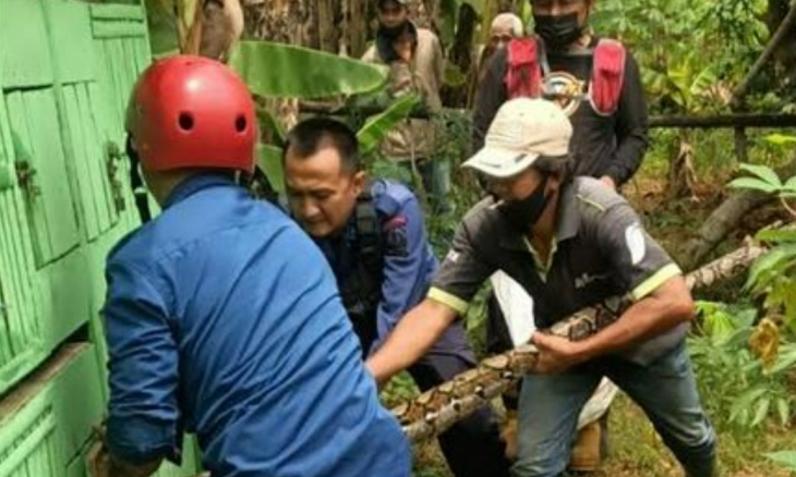 Musim Hujan, Waspadai Munculnya Ular di Dalam Rumah