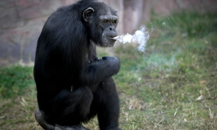 Azalea, simpanse Perokok Berat Menghisap 40 Batang Rokok Sehari