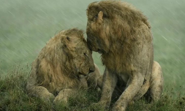 Bidikan Maut Para Fotografer Margasatwa Bertema People