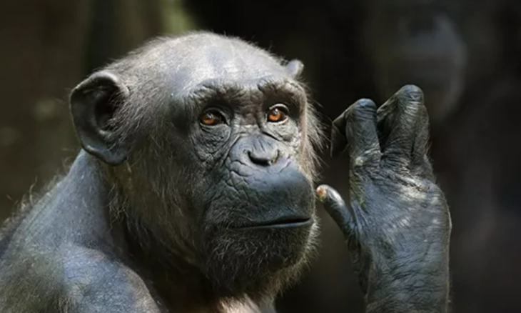 Waspada Ebola, Ini Dia Gejalanya dari Demam Hingga Pendarahan Mata 