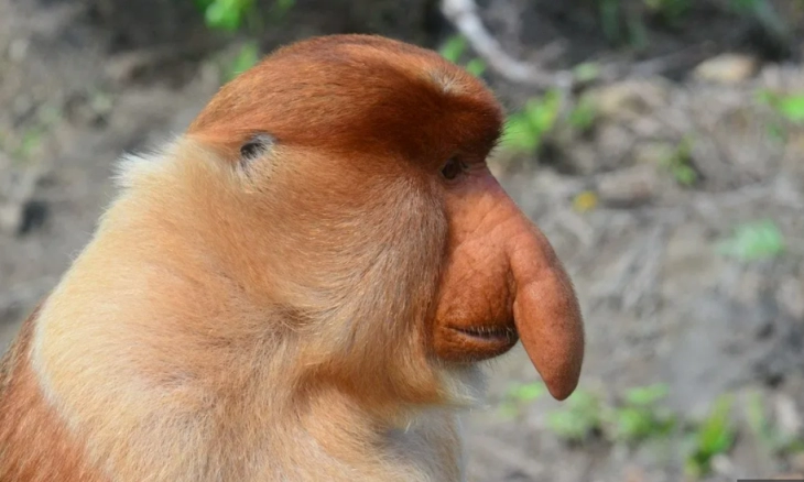 KLHK: Akibat Aktivitas Manusia, Sekitar 25 Ribu Bekantan Kalimantan Terancam Punah