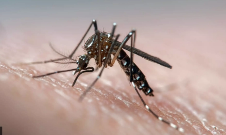 2 Miliar Nyamuk Diubah Secara Genetik, Dilepas di Florida dan California untuk Perangi Penyakit