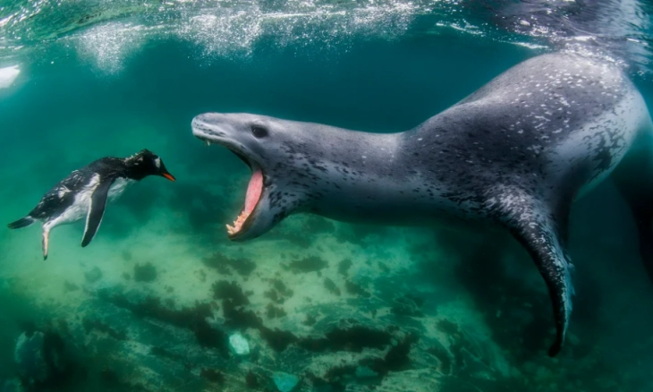 World Nature Photography Awards, Momen Anjing Laut Menerjang Penguin jadi Foto Terbaik 