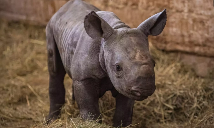 Kebun Binatang Ceko Beri Nama Bayi Badak Kyiv, untuk Hormati Pahlawan Ukraina