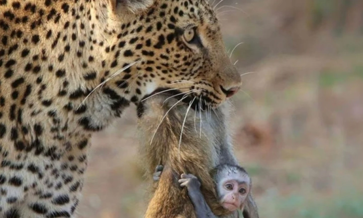 Tragis, Bayi Monyet Menempel di Induknya yang Mati Siap Disantap Macan Tutul