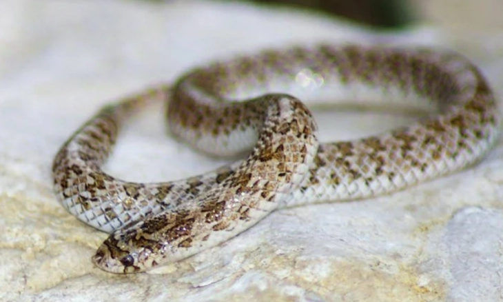 Aneh Tapi Nyata, Ular Kecil Ini Gunakan Kentut Sebagai Pertahanan Diri