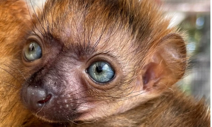 Lemur Hitam yang Terancam Punah Lahir di Kebun Binatang Florida