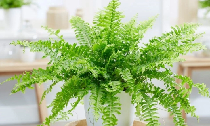 Ini Dia 6 Manfaat Tanaman Hias di Dalam Rumah, dari Sirih Gading hingga Lidah Mertua 