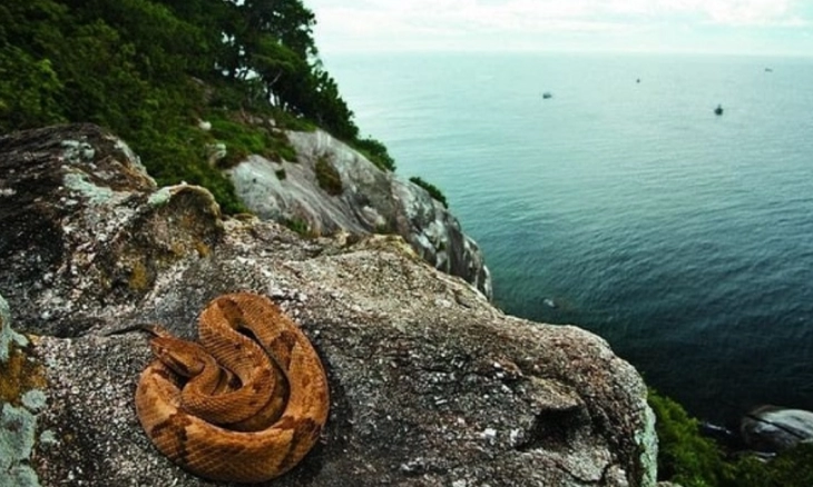 Mengungkap 7 Fakta Pulau Ular Brazil, dari Tak Dikunjungi Manusia Hingga Pembakaran Lahan