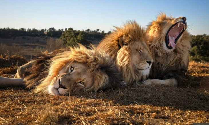 Tiga Singa Bersaudara Akur, dalam Pose Bidikan Camera yang Menakjubkan