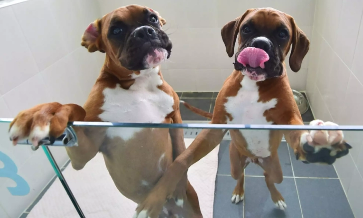 Para Influencer Kloning Hewan, ASPCA: Perlu Analisis Ilmiah dan Etis Prosedur Praktik Kloning 