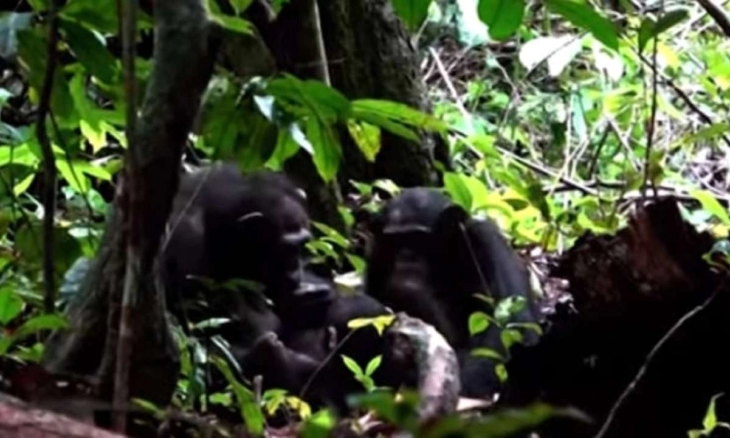 Luar Biasa, Ibu Simpanse Merawat Luka Anaknya dengan Serangga