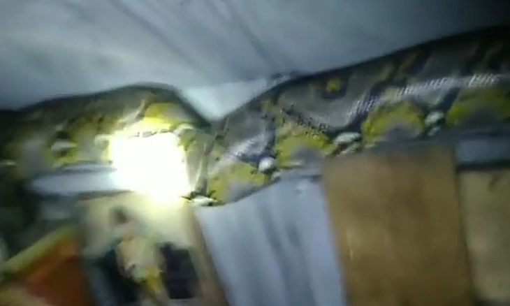 Plafon Ambruk, Ular Piton Raksasa Masuk Rumah Warga