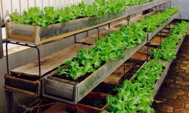 Gagasan Energi Tani Perkuat Penyediaan Pangan Perkotaan