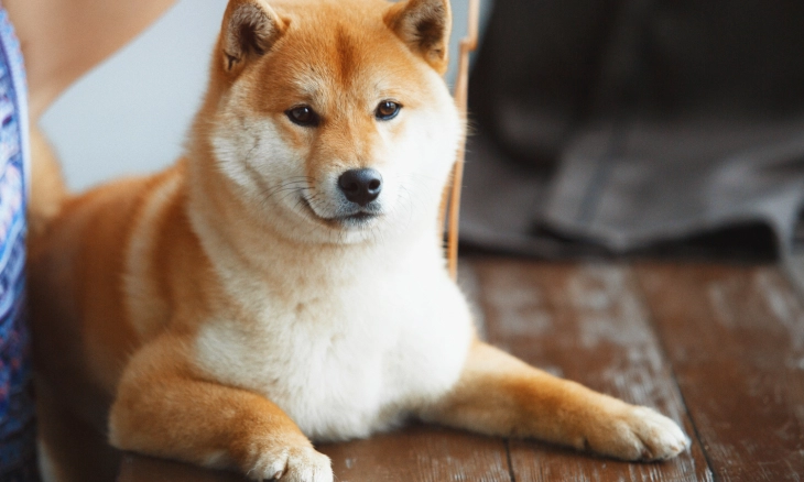 Untuk Eksistensinya di Pasar Krypto, Floki Inu 