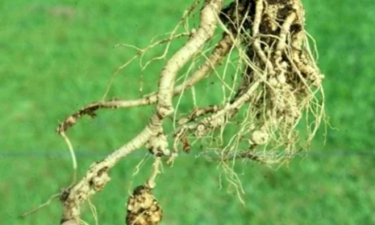 Khasiat Akar Pepaya untuk Rematik hingga Ginjal