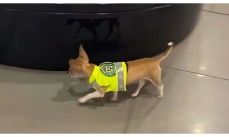 Anjing Pelacak Terkecil di Dunia Ini Memeriksa Bagasi di Bandara
