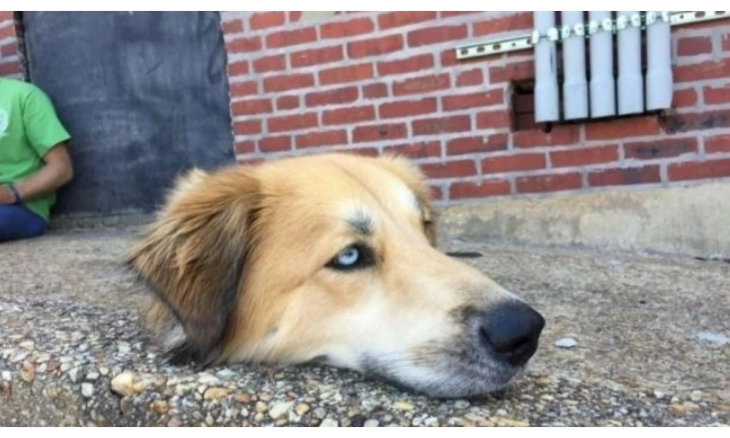 Viral Seekor Anjing Dipenggal, Ilusi atau Apa? 