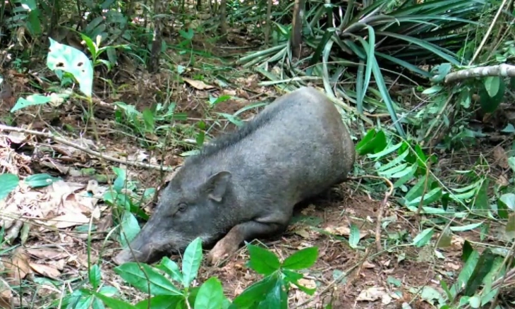 Wabah Antraks Dilaporkan di Kawasan Hutan