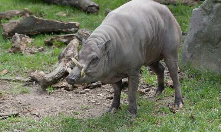 Mengenal Babirusa Satwa Endemik yang Hidup di Sulawesi