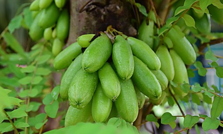 Hilangkan Noda Pakaian dengan Belimbing Wuluh