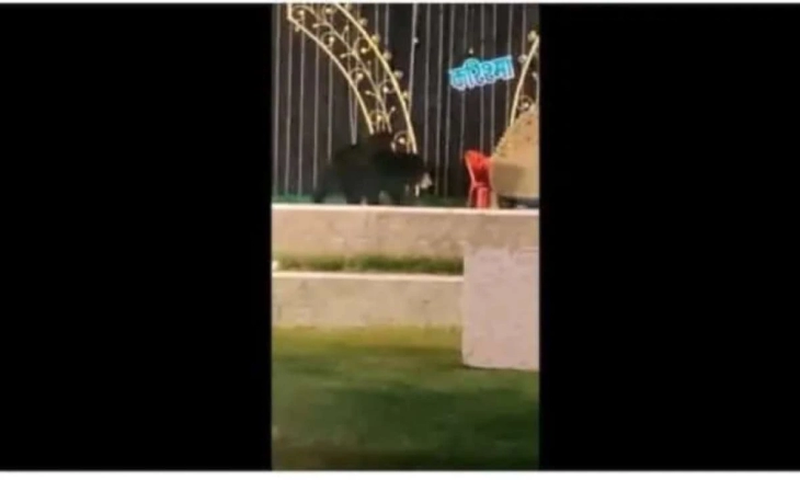 Heboh! Induk Beruang dan Anaknya Masuk ke Atas Panggung Pernikahan