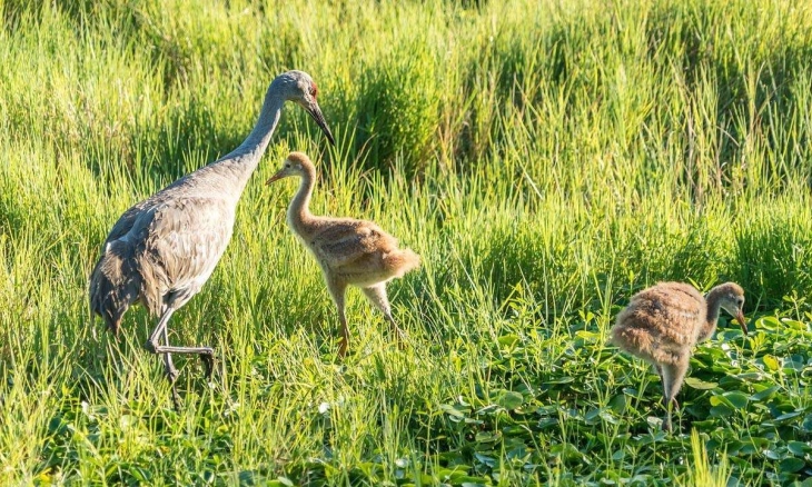 Penurunan Populasi Burung di Seluruh Dunia dan Perubahan Iklim