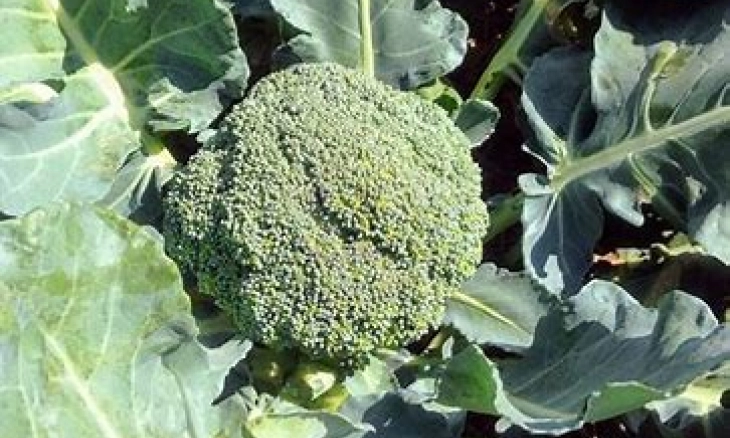 Inilah 7 Makanan yang Kaya Akan Kandungan Vitamin K